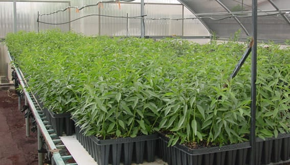 RSI Growers