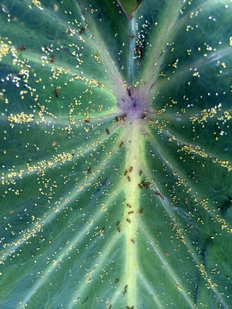 ants guarding aphids on a leaf