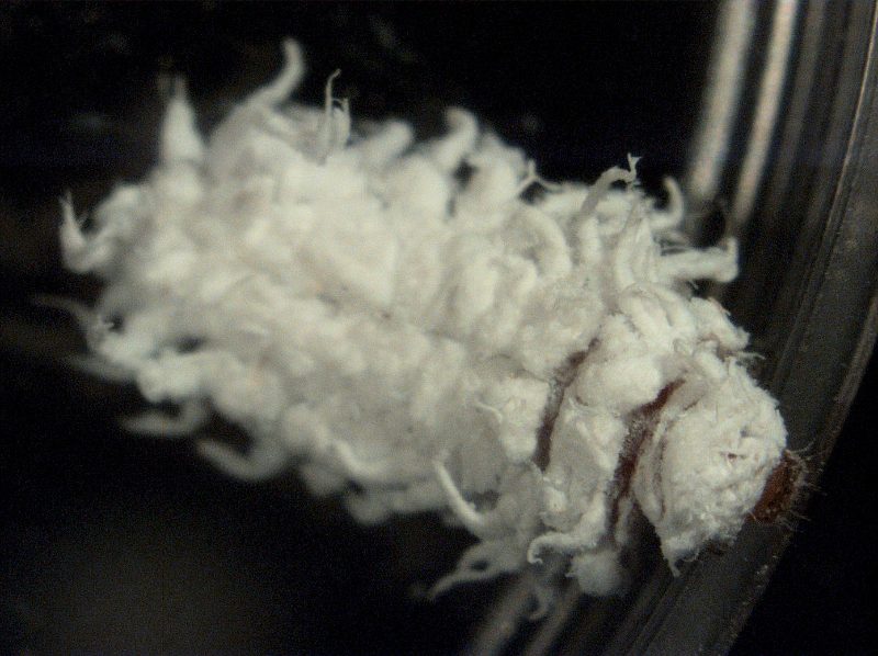 mealybug destroyer larva