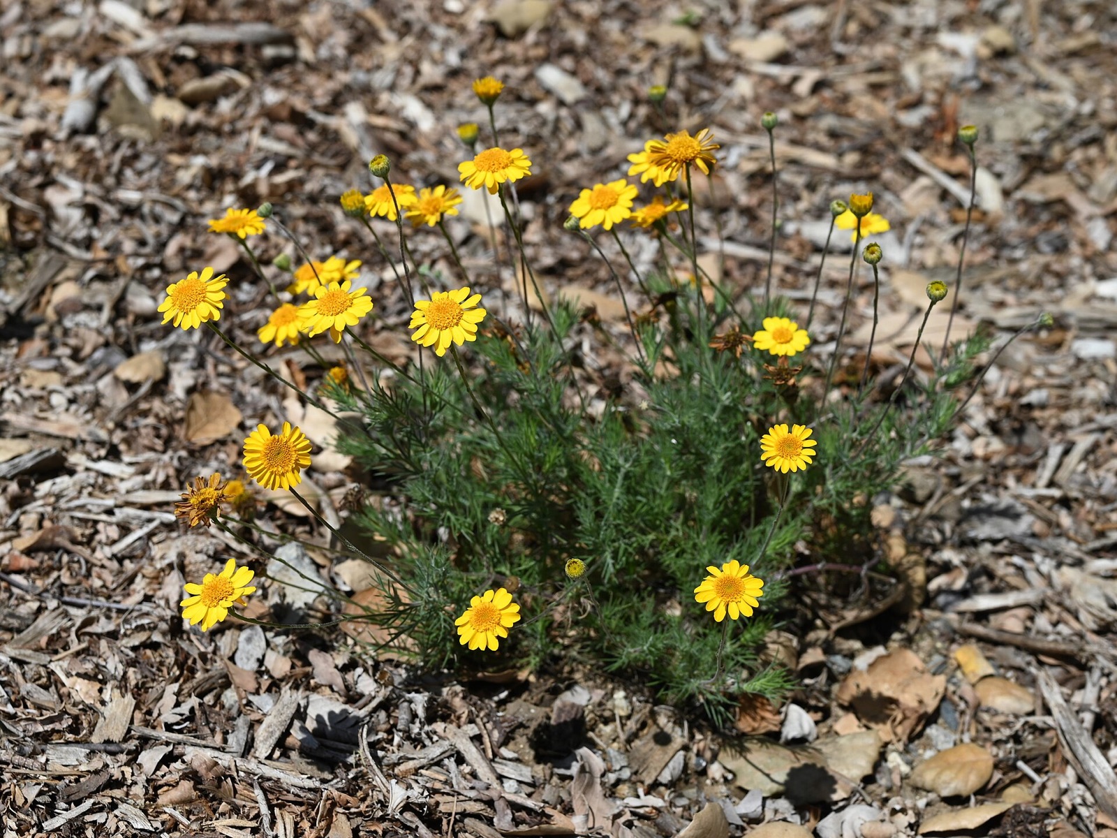Yellow flowers over fine green dyssodia foliage