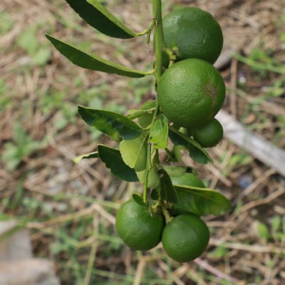 Makrut lime fruit growing on a citrus tree