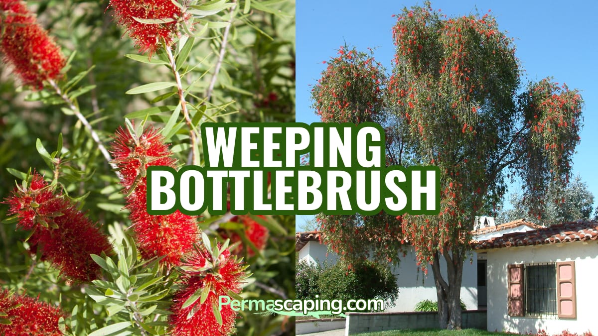 Red flowers hanging from a mature weeping bottlebrush
