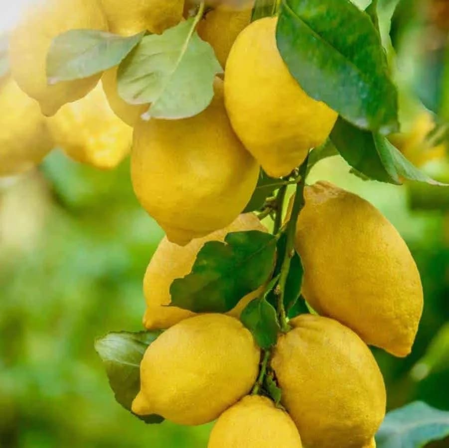 Improved Meyer lemon fruit growing on a citrus tree
