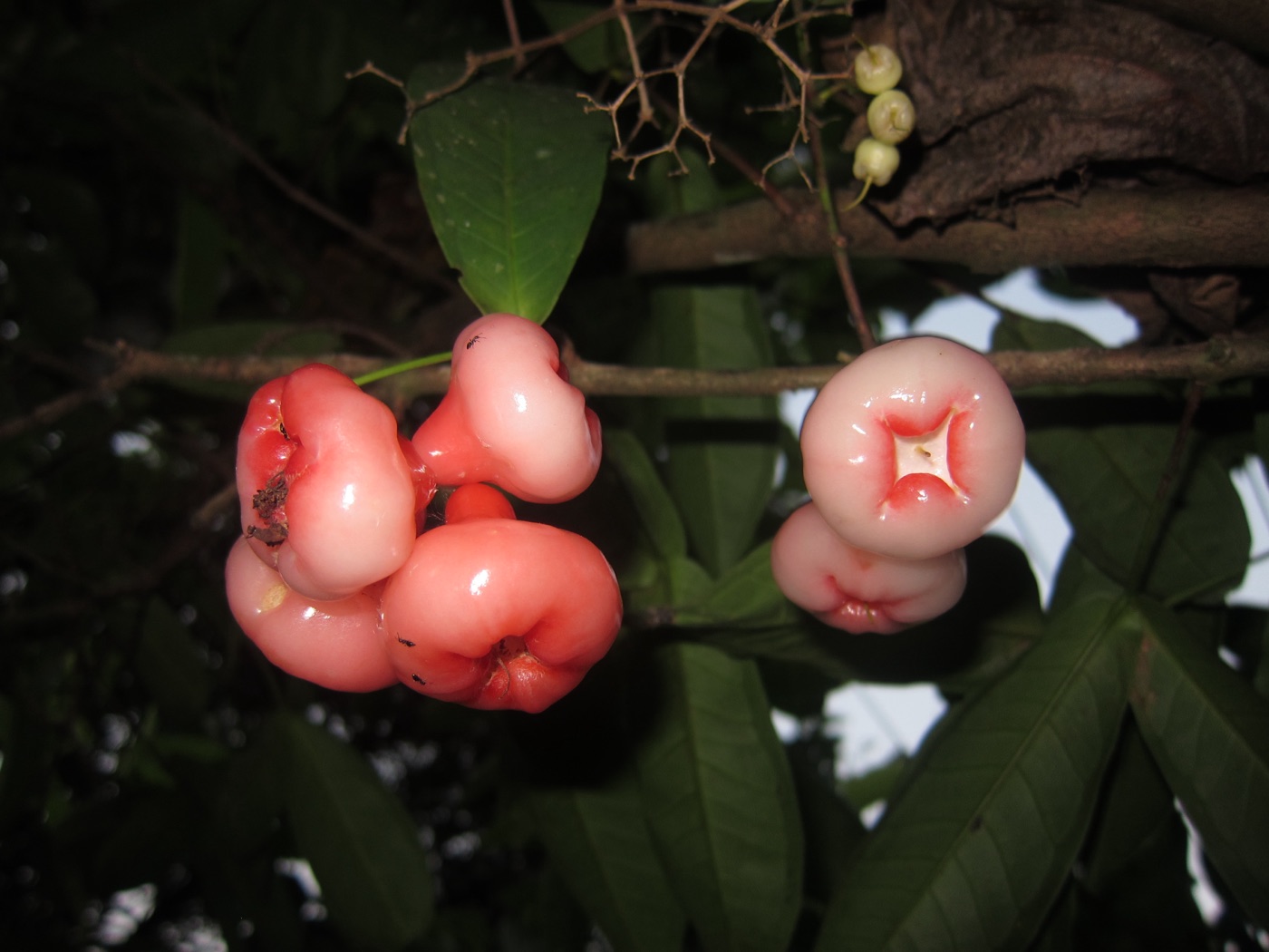 Pink bell-shaped wax jambu fruit hanging from a branch